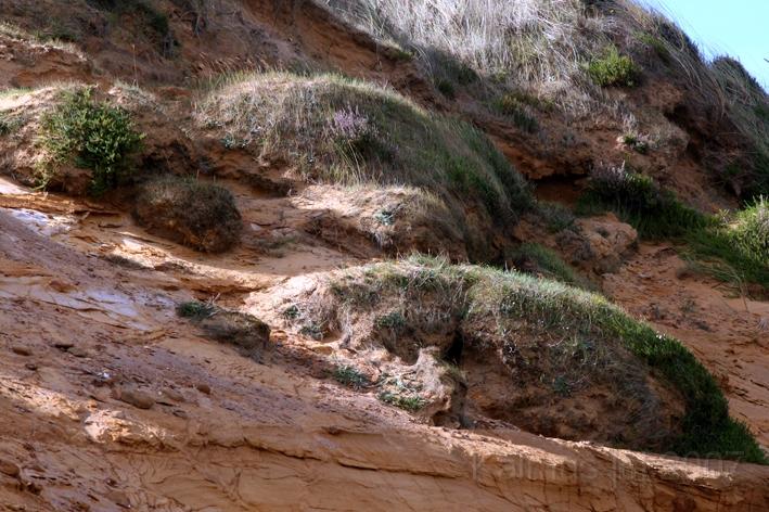 Morsum Kliff 21.jpg - Am Morsum Kliff